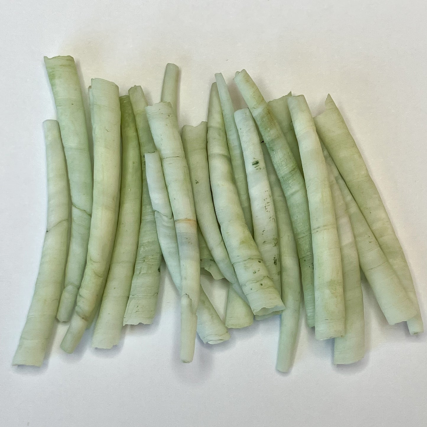 Green Dentalium Shells – 20pc