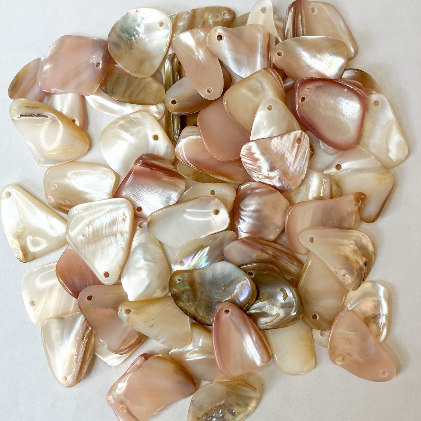 Set of 10 irregular Shell Pieces