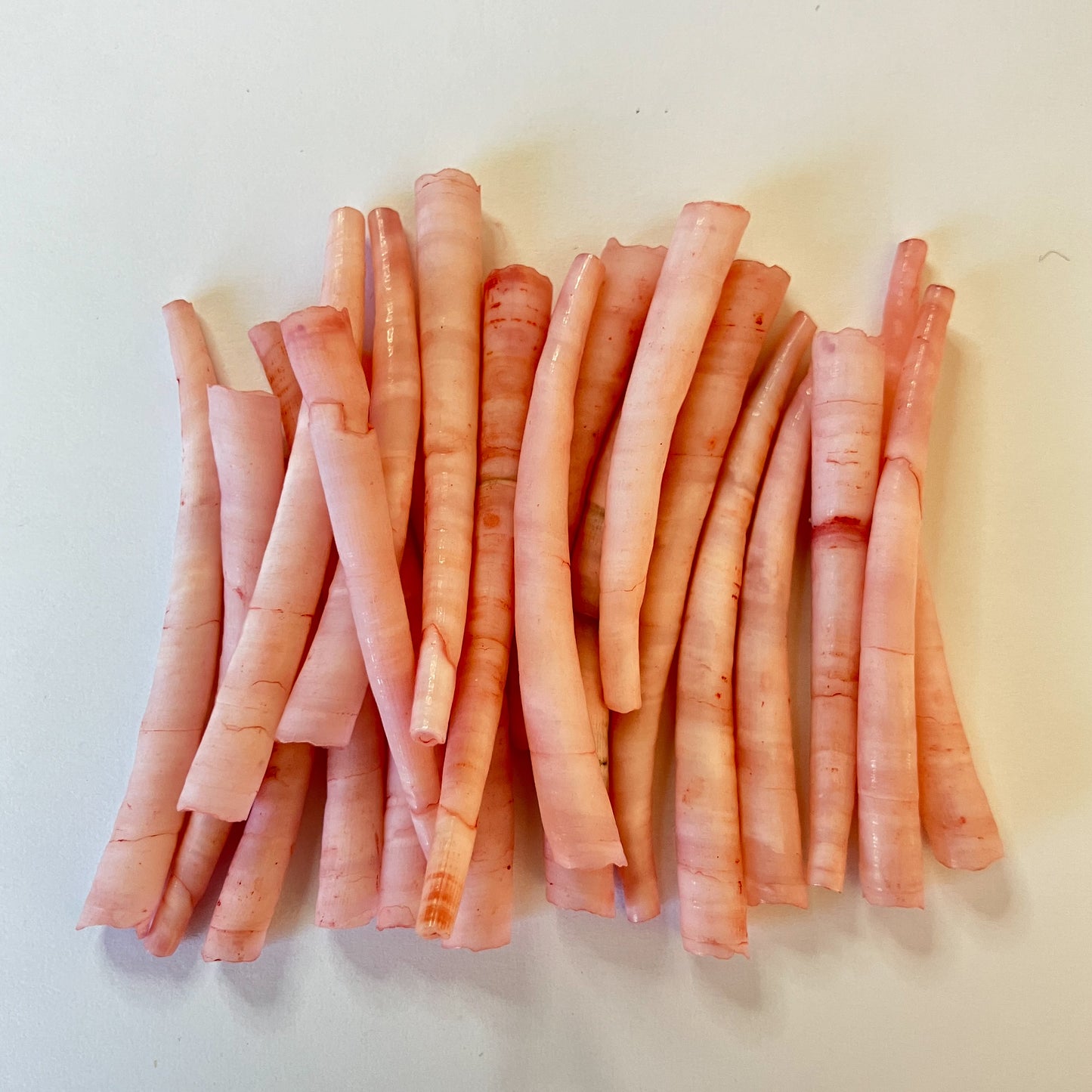 Red Dentalium Shells – 20pc