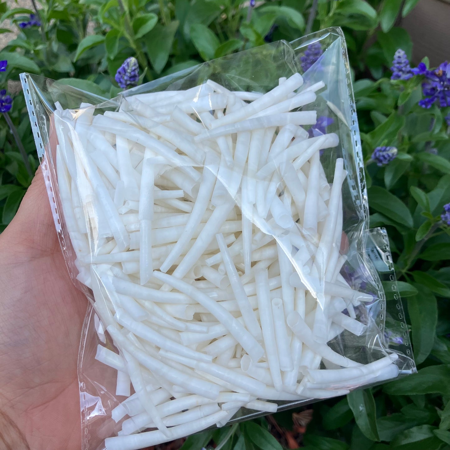 1/2lb Dentalium Sale!