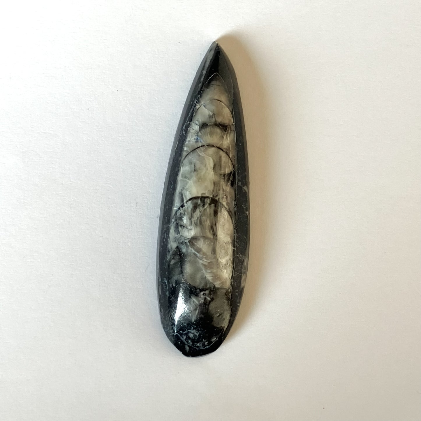 Orthoceras Decorative Marble Fossil – 2" x 0.5"