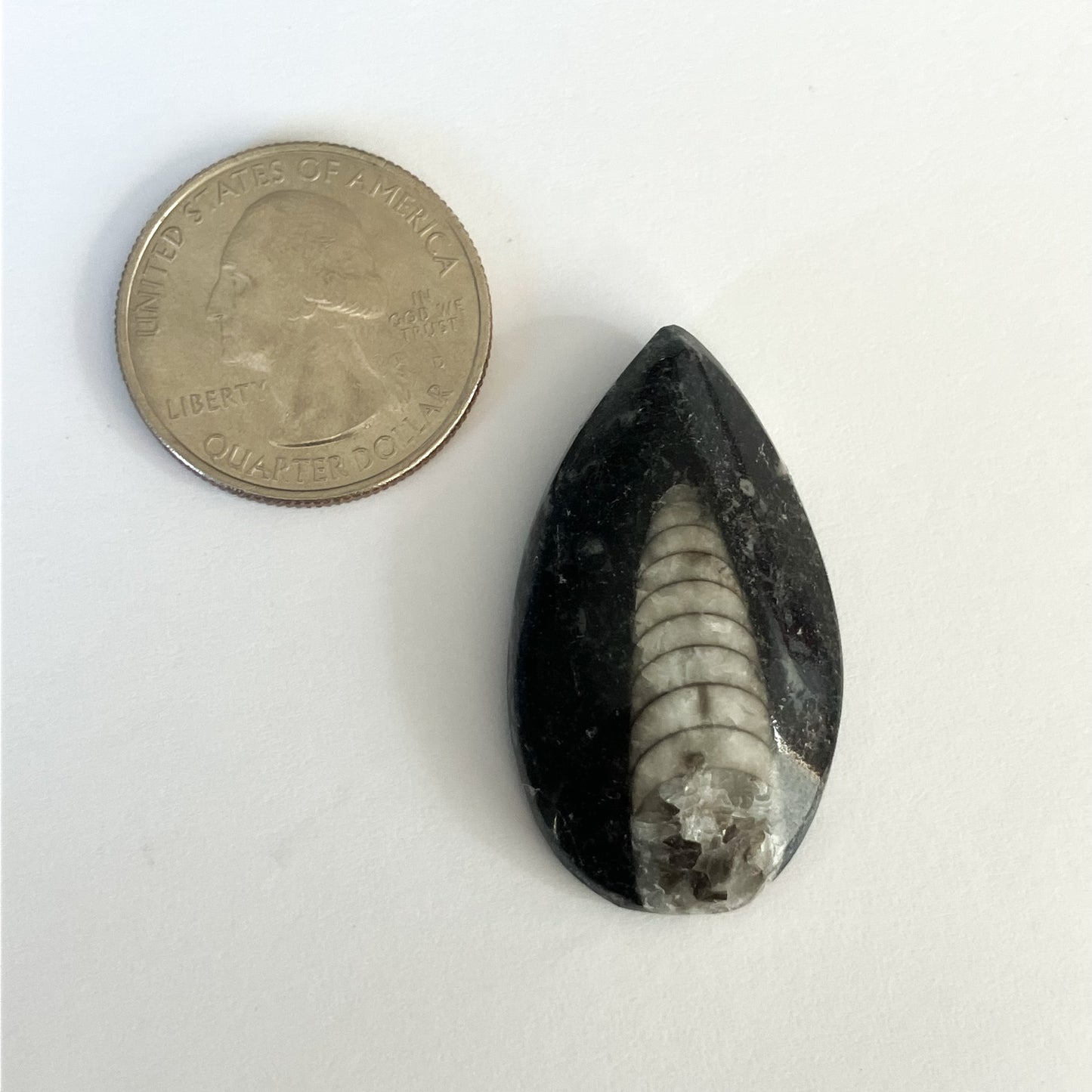 Orthoceras Decorative Marble Fossil – Approx. 1.5" x 1X