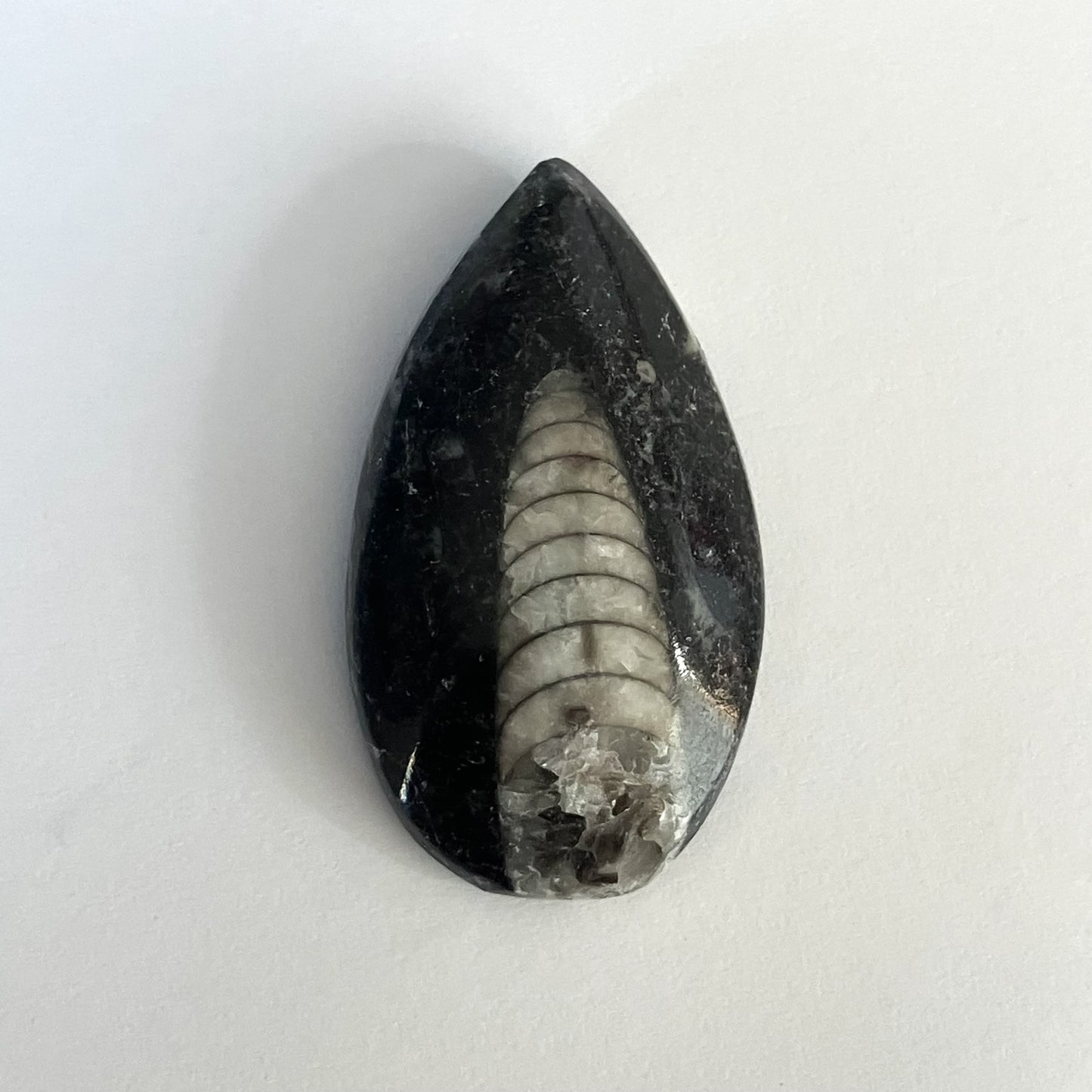 Orthoceras Decorative Marble Fossil – Approx. 1.5" x 1X
