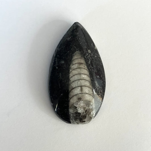 Orthoceras Decorative Marble Fossil – Approx. 1.5" x 1X