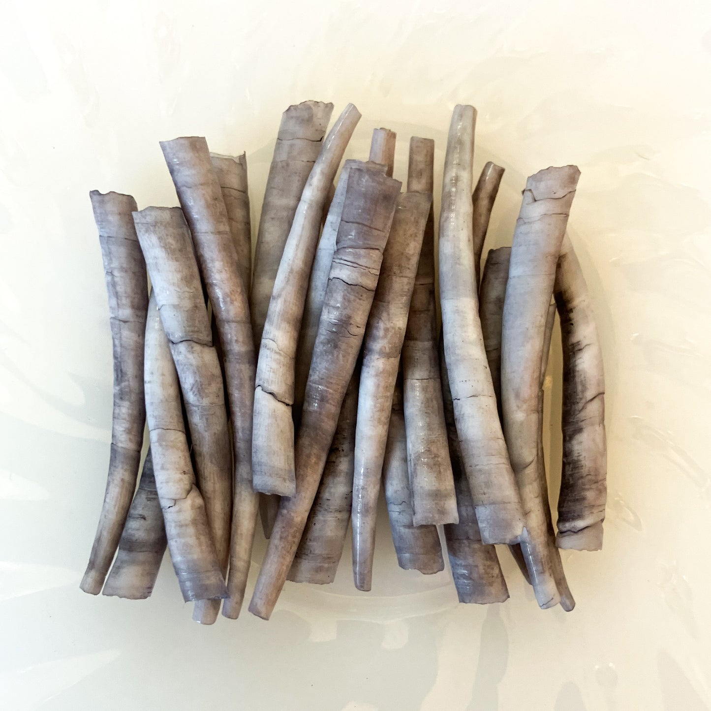 Black/Gray Dentalium Shells - 20pc