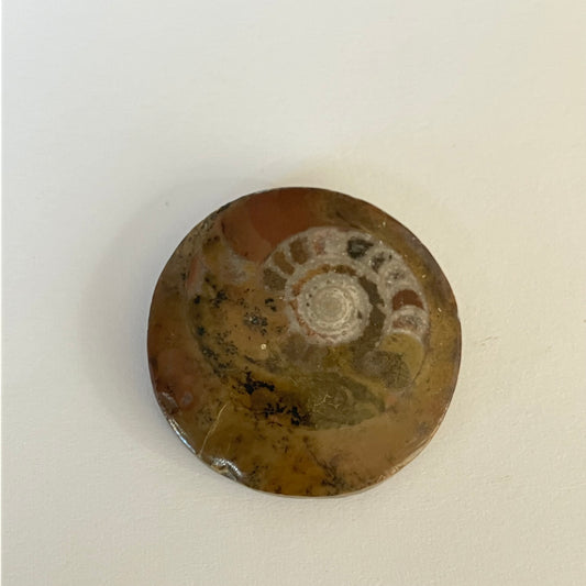 Ammonite Fossil Cabochon – 1" Diameter