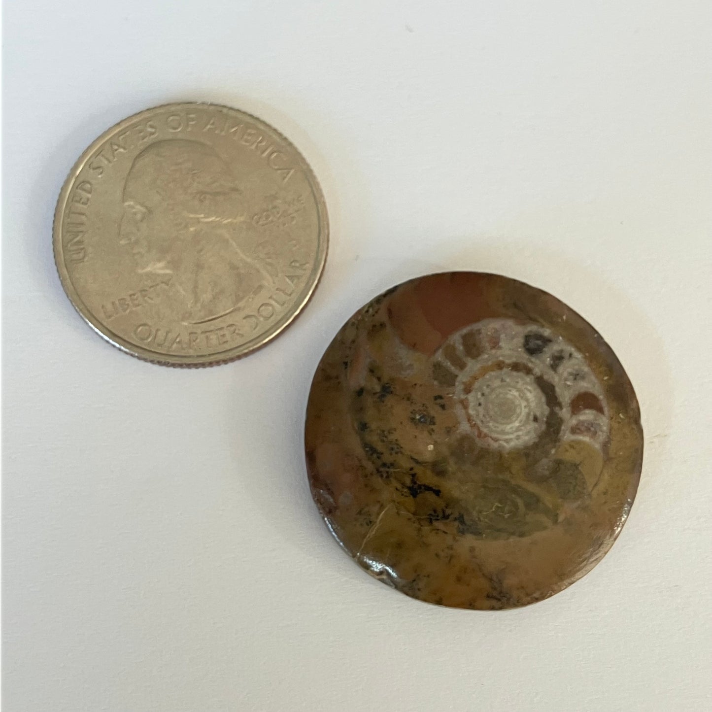 Ammonite Fossil Cabochon – 1" Diameter