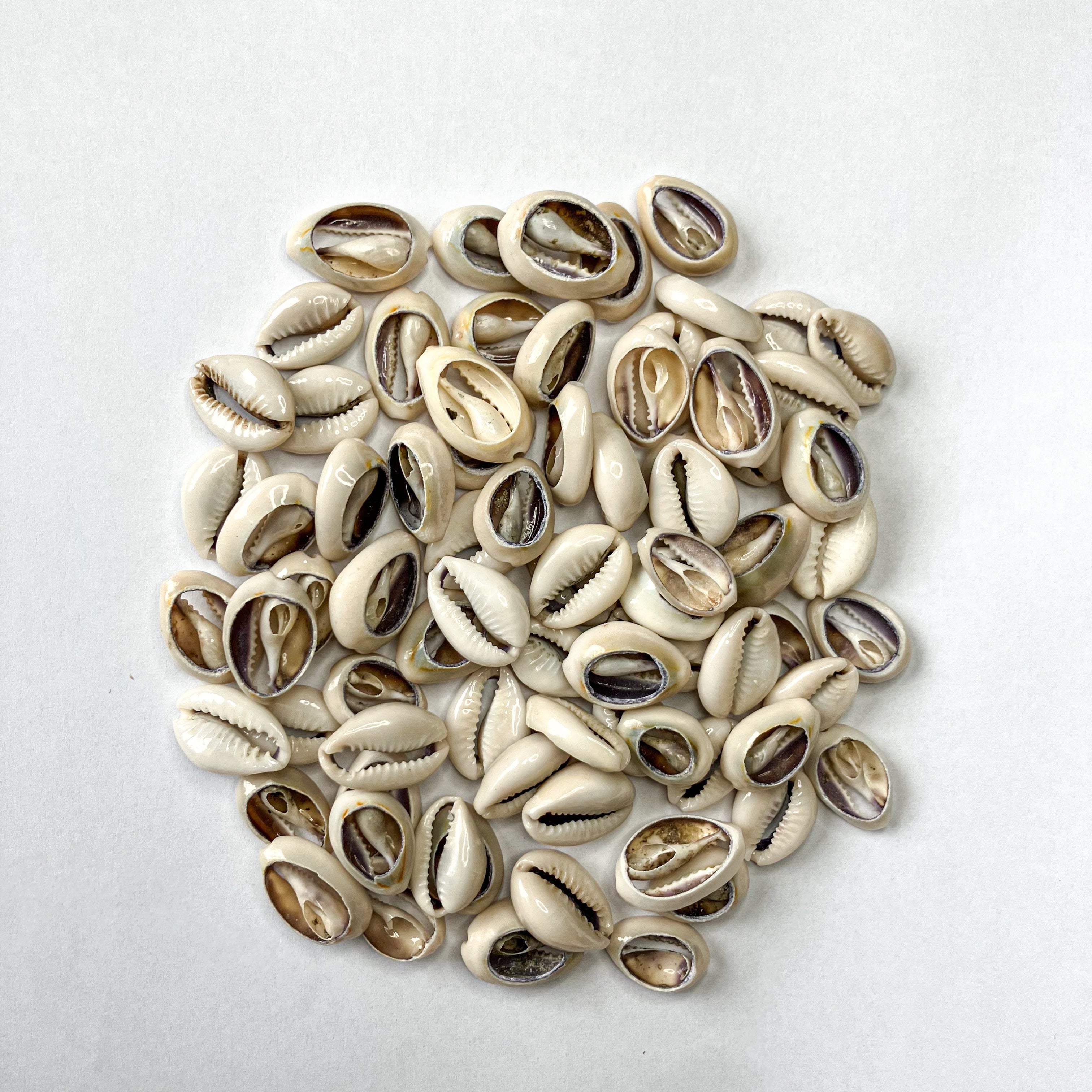 Cowrie Shells – 3 oz (Approx. 60 pcs) – Good Medicine Beading