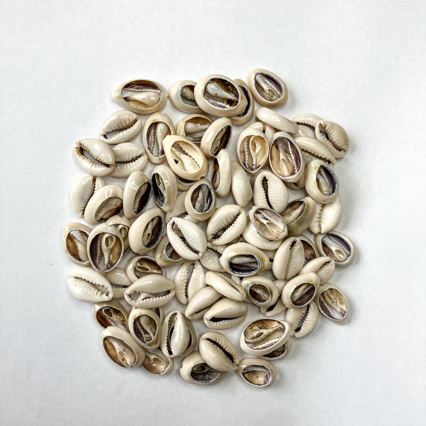 Cowrie Shells – 3 oz (Approx. 60 pcs)