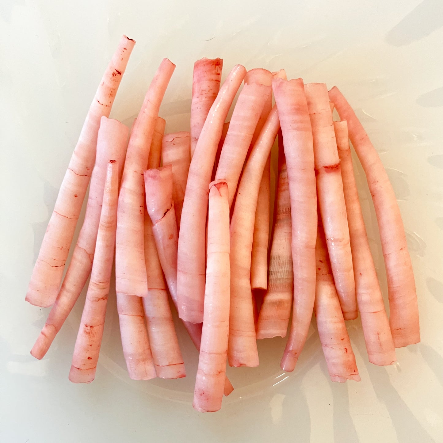 Red Dentalium Shells – 20pc