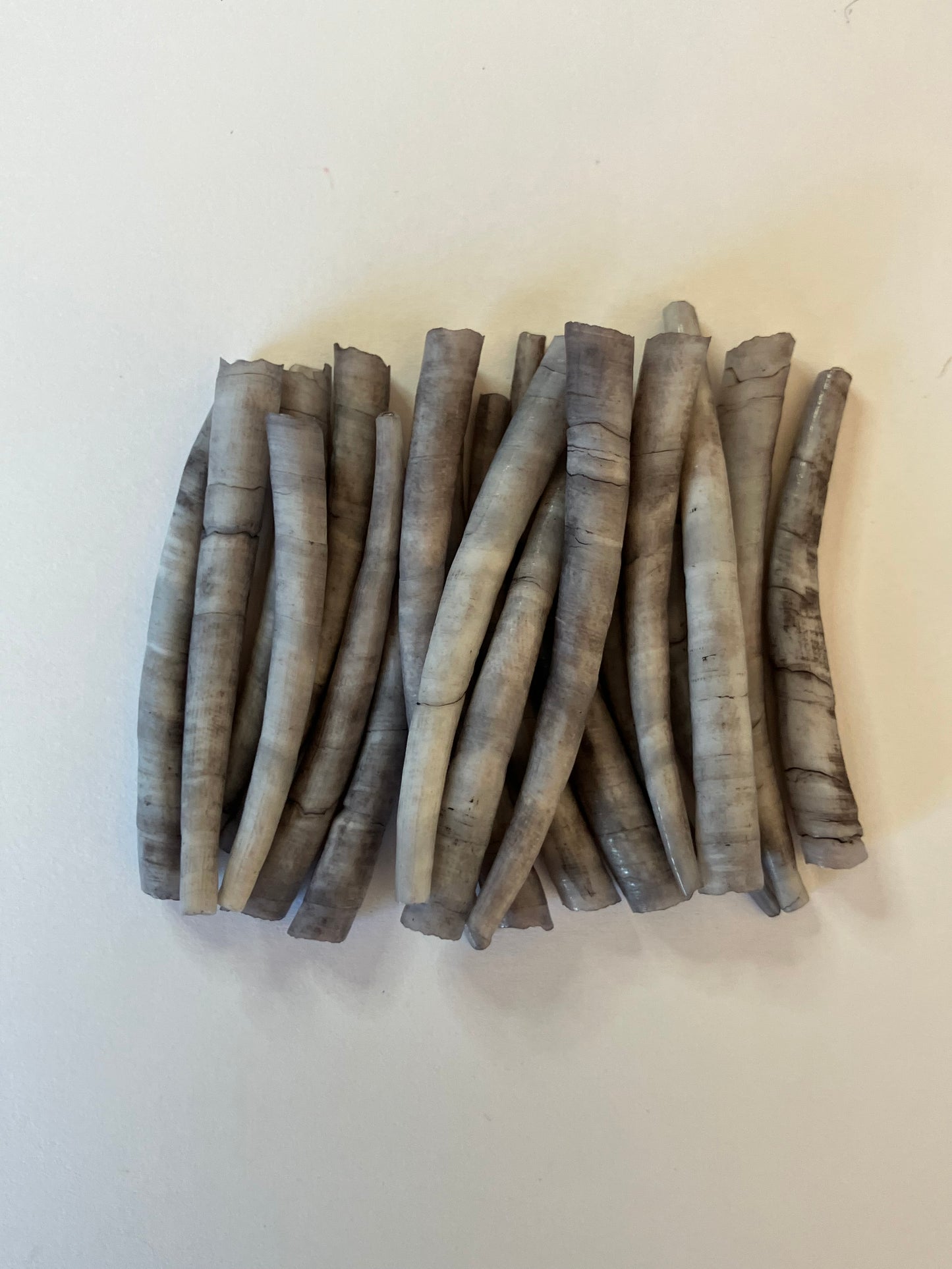 Black/Gray Dentalium Shells - 20pc