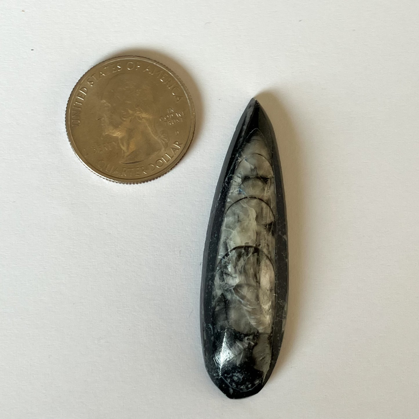 Orthoceras Decorative Marble Fossil – 2" x 0.5"